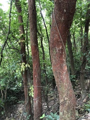 Artocarpus hypargyreus