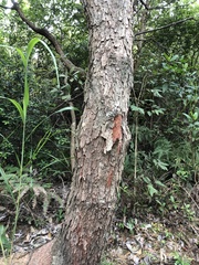 Artocarpus hypargyreus