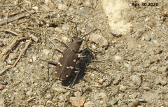 Cicindela gemmata