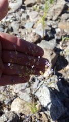 Gilia scopulorum