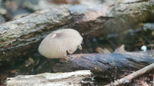 Pleated Pluteus (Pluteus longistriatus)