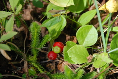 Pseudochorthippus montanus
