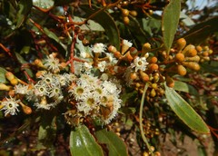 Eucalyptus gracilis