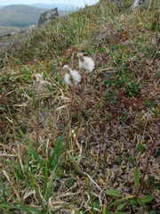 Tephroseris yukonensis