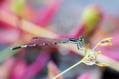 Agriocnemis splendidissima
