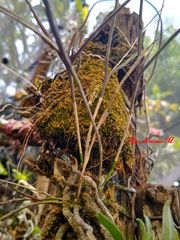 Microepidendrum subulatifolium