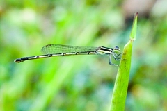 Agriocnemis splendidissima