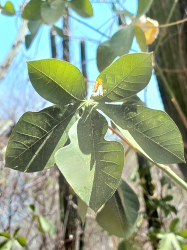 Manihot carthagenensis observed 2026-07-22