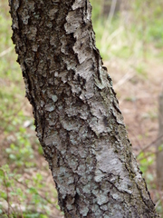 Prunus serotina