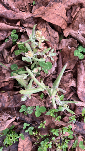 Helichrysum luteoalbum observed 2026-07-23