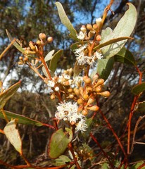 Eucalyptus gracilis