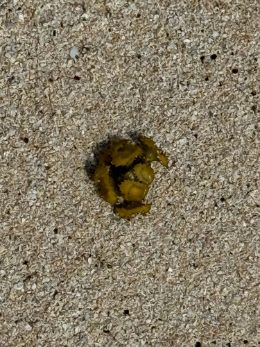 Turbinaria ornata observed 2026-07-19