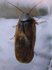 Homoeogamia mexicana