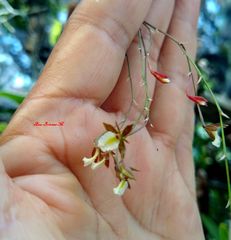 Microepidendrum subulatifolium