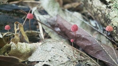 Marasmius ser. Haematocephali (Marasmius haematocephalus)