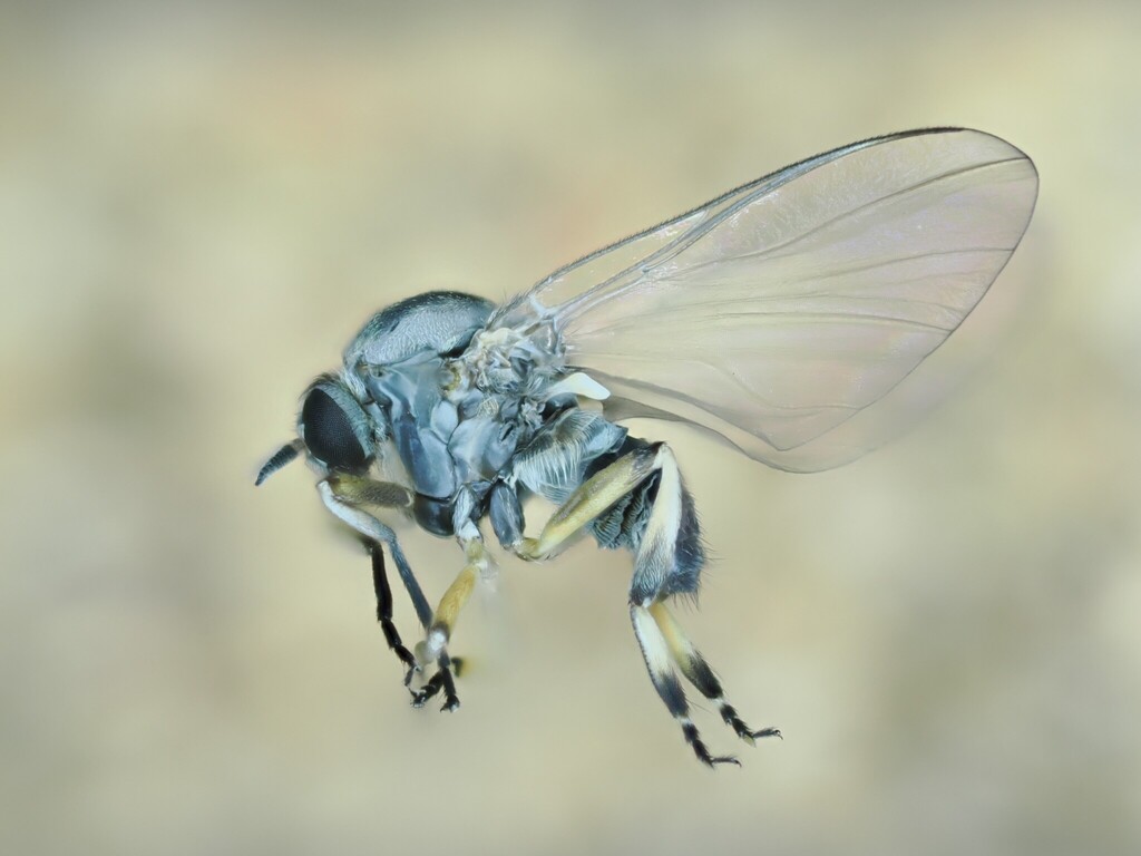 Canadian Black Fly