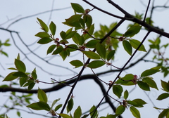 Prunus serotina