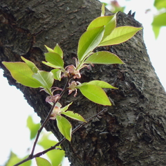 Prunus serotina