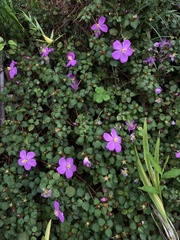 Heterotis rotundifolia