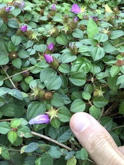 Heterotis rotundifolia