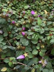Heterotis rotundifolia