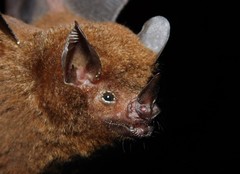 Carollia castanea