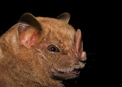 Chiroderma villosum