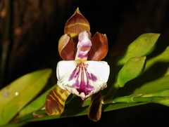 Aspasia epidendroides