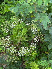 Ligusticum canadense, photograph (c) Scott Cave, some rights reserved (CC BY)