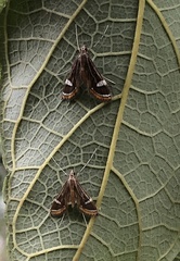 Strepsinoma croesusalis