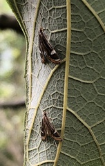 Strepsinoma croesusalis