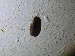 Latindia mexicanus