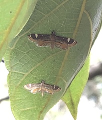 Strepsinoma croesusalis