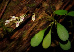 Specklinia