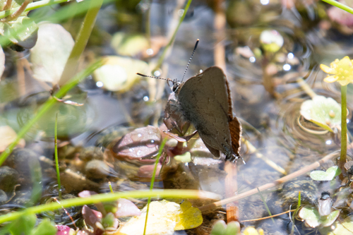 Satyrium saepium saepium