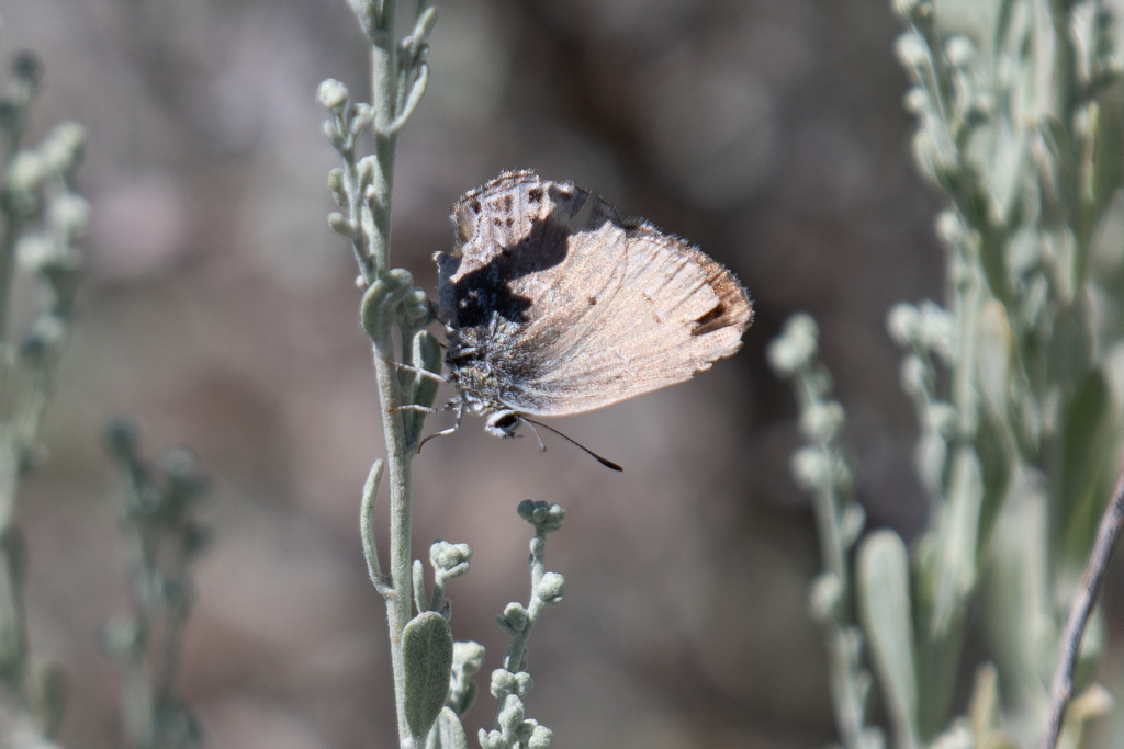 Satyrium behrii behrii