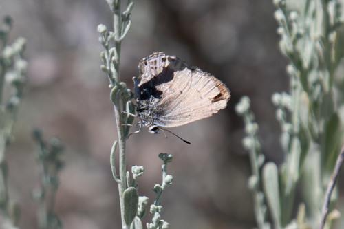 Satyrium behrii behrii