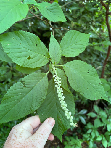Clethra acuminata