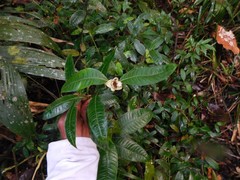 Palicourea glomerulata