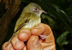 Oncostoma cinereigulare