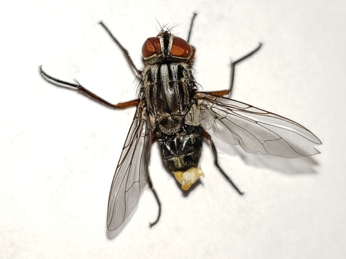 Philornis porteri