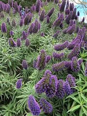 Echium candicans