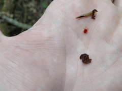 Trombidium holosericeum