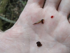 Trombidium holosericeum