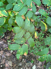 Prosartes lanuginosa, photograph (c) Scott Cave, some rights reserved (CC BY)