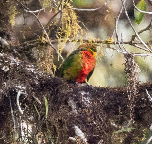 Neopsittacus musschenbroekii observed 2026-06-14