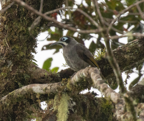 Belford's Melidectes (Melidectes belfordi), photo 1