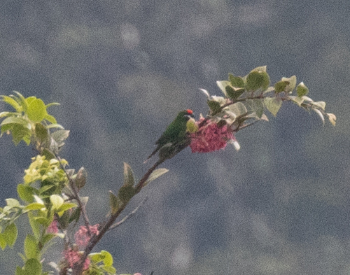 Oreopsittacus arfaki observed 2026-06-14