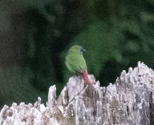 Blue-faced Parrotfinch (Erythrura trichroa)