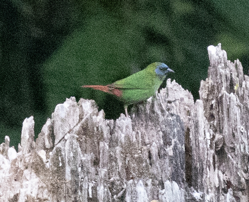 Blue-faced Parrotfinch (Erythrura trichroa), photo 2